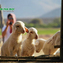 Bình Châu - Hồ Cóc - Long Sơn - nông trại cừu