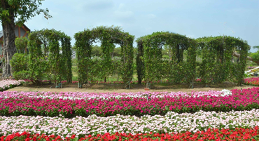 Larger image vuon hong tu ton